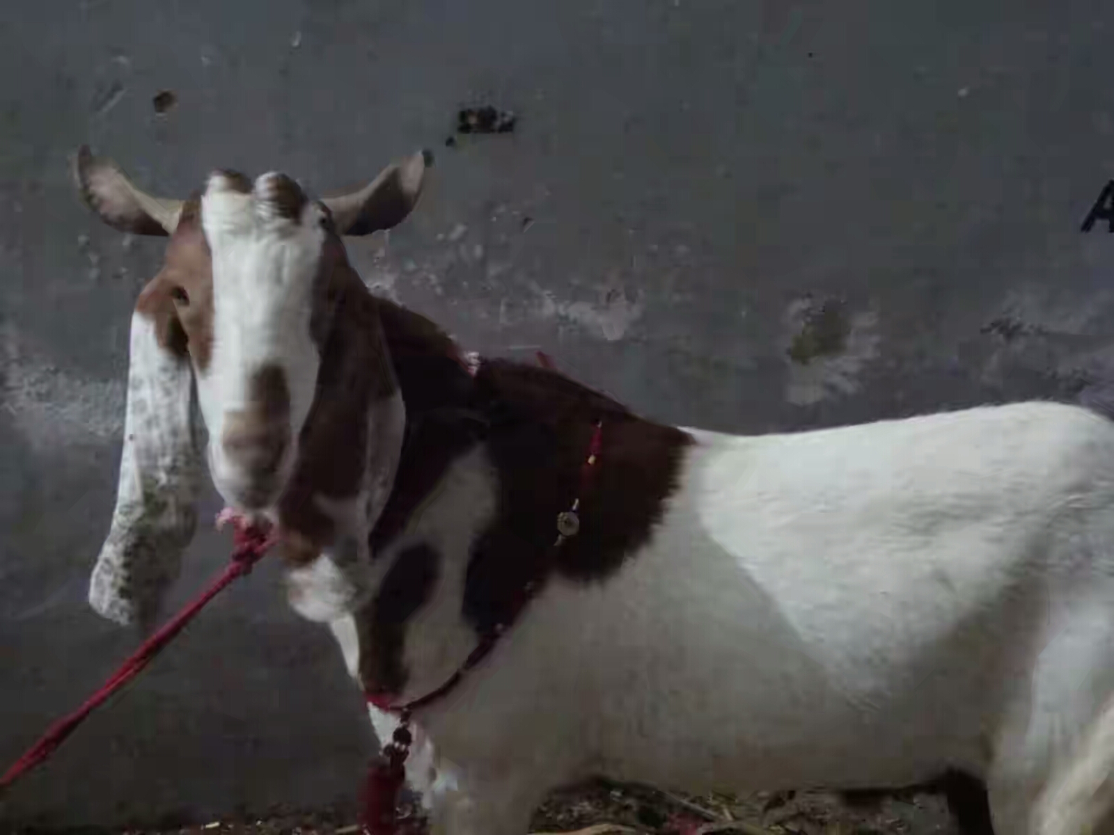 bakra-eid-festival-5